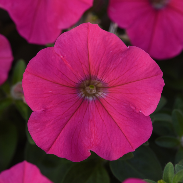 Petunia hybrida 'Madness Rose'