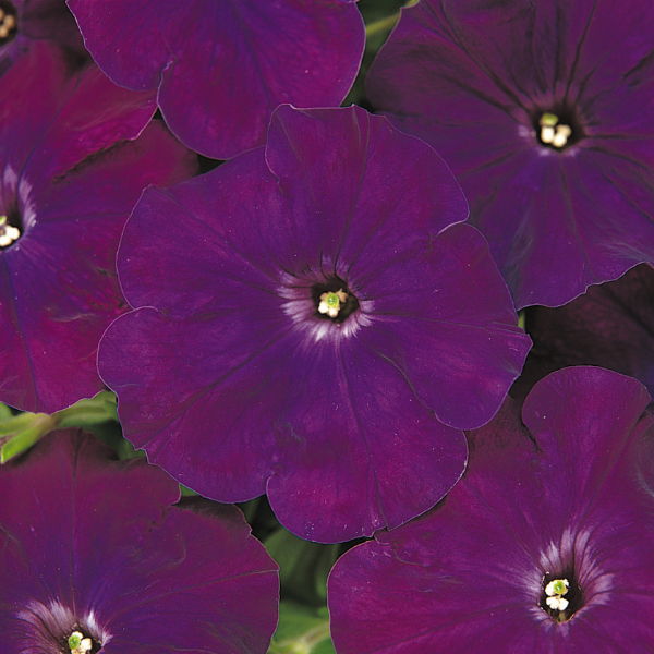 Petunia hybrida 'Madness Royal'