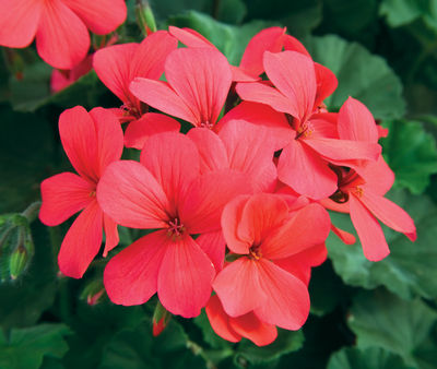 Geranium Interspecific pelargonium interspecific 'Caliente Hot Coral'
