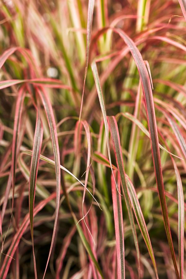 Ornamental Grass setaceum 'Pennisetum-Fireworks'