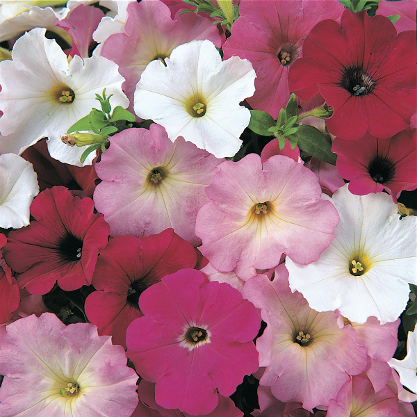 Petunia x hybrida Madness Merlot Mix | Lucas Greenhouses