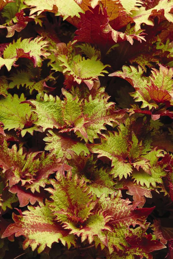 Coleus scutellarioides 'Henna'