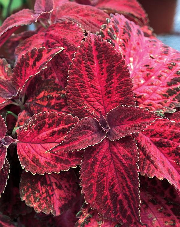Coleus scutellarioides 'Kingswood Torch'