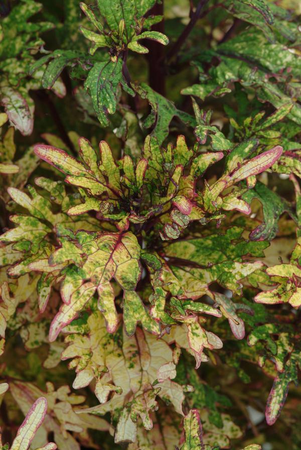 Coleus scutellarioides 'Mint Mocha'