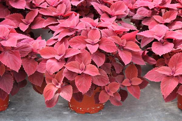Coleus scutellarioides 'Red Head'