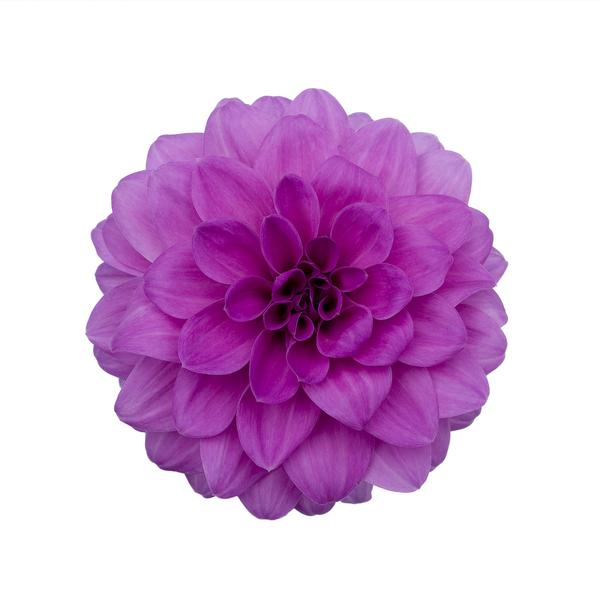 Dahlia hybrida 'Hypnotica Lavender'