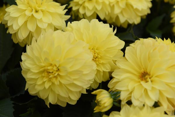 Dahlia hybrida 'Hypnotica Yellow Imp'