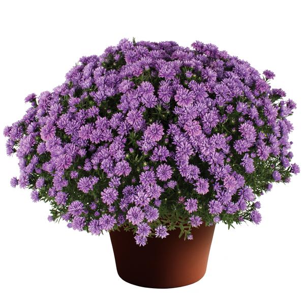 Aster Novi-Belgii 'Henry I Blue'