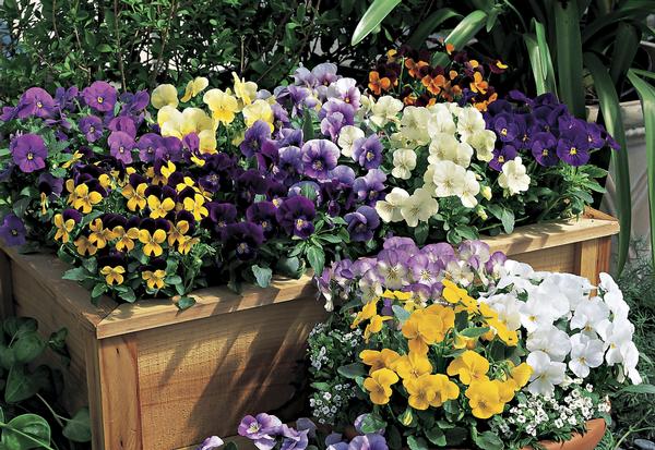 Viola cornuta 'Penny Lane Mix'
