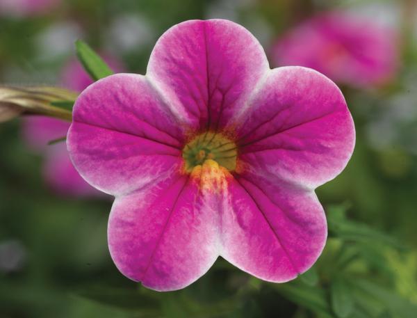 Calibrachoa hybrida 'Callie Star Pink'