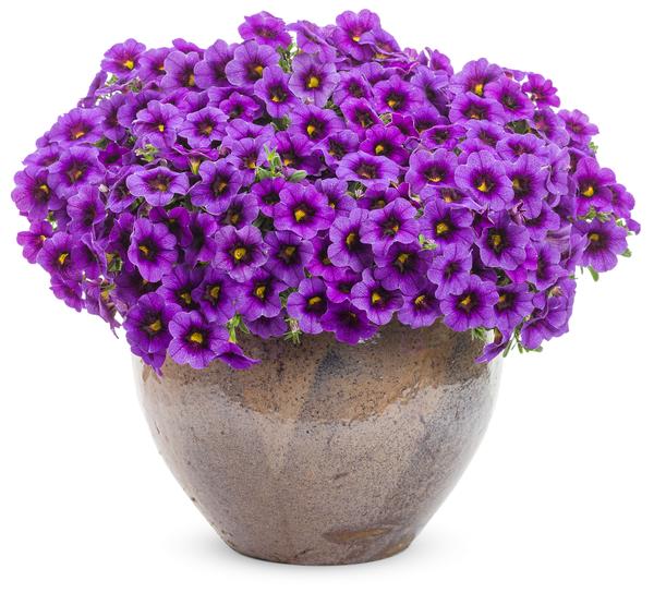 Calibrachoa hybrida 'Superbells Grape Punch Imp'