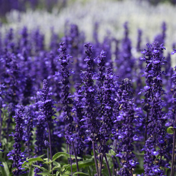 Salvia farinacea 'Victoria Blue'