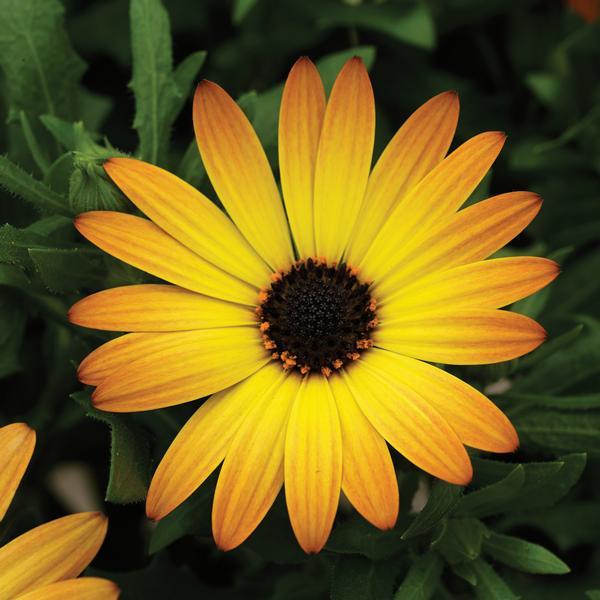 Osteospermum ecklonis 'Tradewinds Bronze'