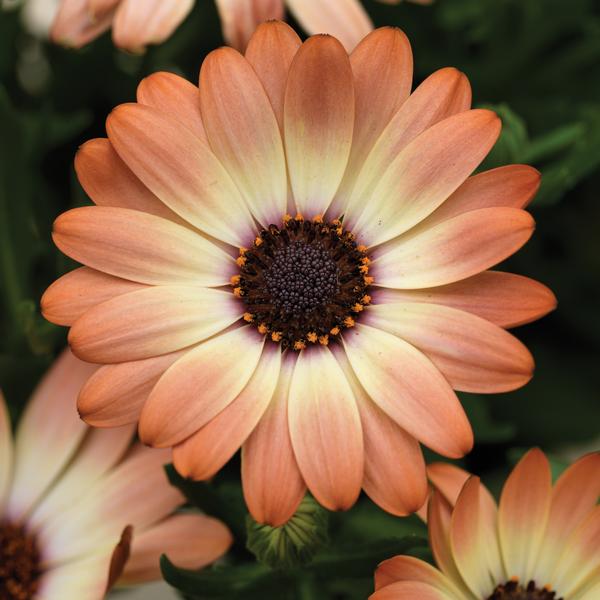 Osteospermum ecklonis 'Tradewinds Cinnamon'
