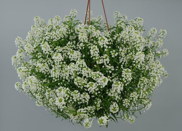 Lobularia hybrida 'Stream Silver'