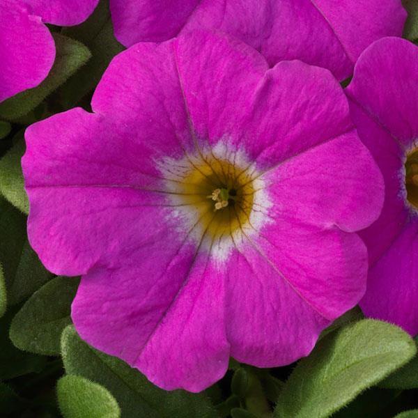 Petchoa hybrida 'SuperCal Pink Ice'