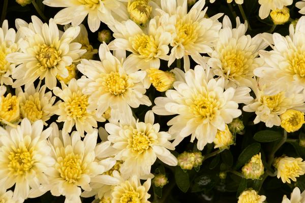 Mum chrysanthemum x morifolium 'Bertha White'