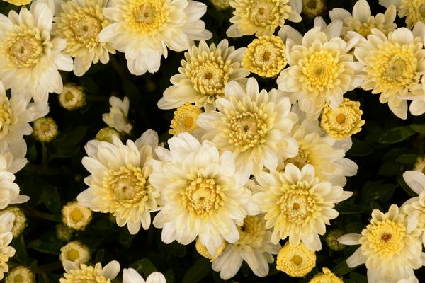 Mum chrysanthemum x morifolium 'Chelsey White'