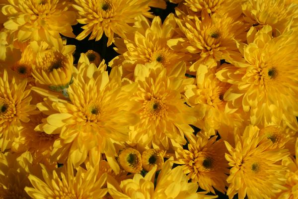 Mum chrysanthemum x morifolium 'Yolanda Yellow'