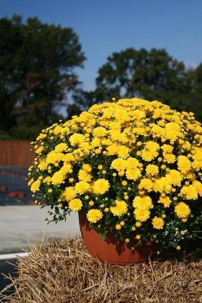 Mum chrysanthemum x morifolium 'Gigi Yellow'
