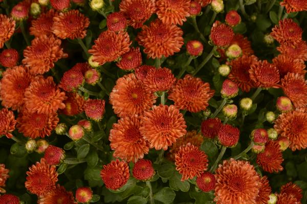 Mum chrysanthemum x morifolium 'Gigi Orange'