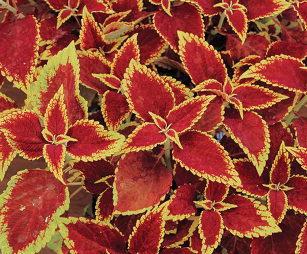 Coleus scutellarioides 'Defiance'