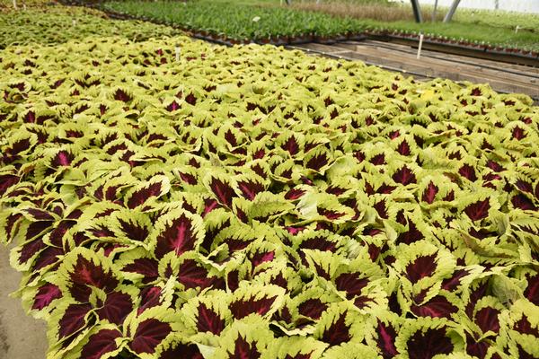 Coleus scutellarioides 'Kong Rose'