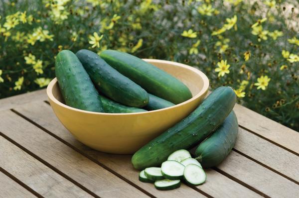 Burpee Cucumber Mini Party Time Hybrid