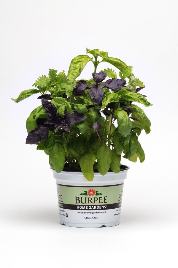 Burpee Herbs Try Basil Lucas Greenhouses