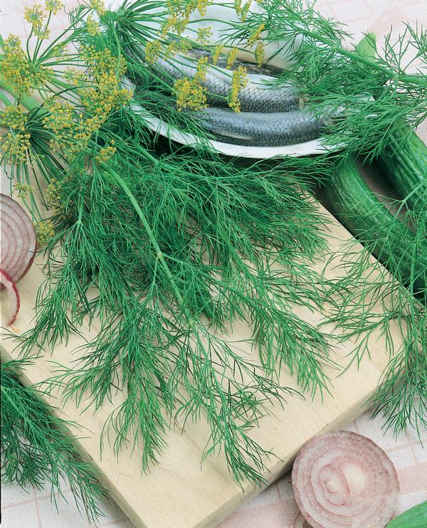 Burpee Herbs Dill Bouquet Lucas Greenhouses