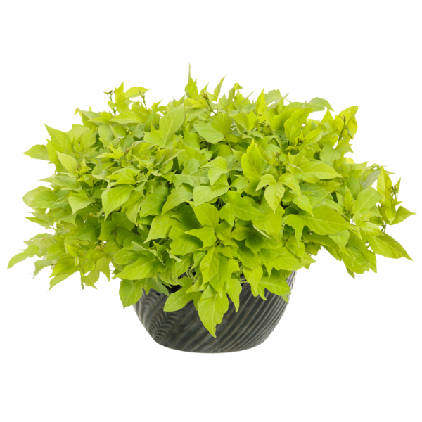 Ipomoea batatas 'Sweet Caroline Light Green'