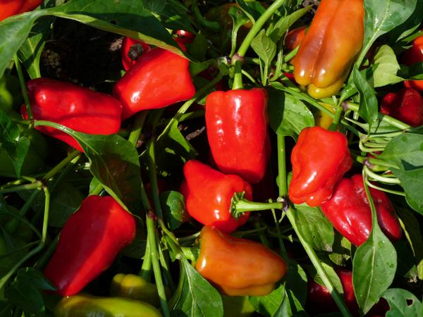 Vegetable 'Pepper Cajun Belle'