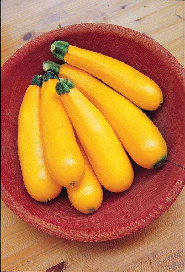 Burpee Squash Golden Zucchini Lucas Greenhouses