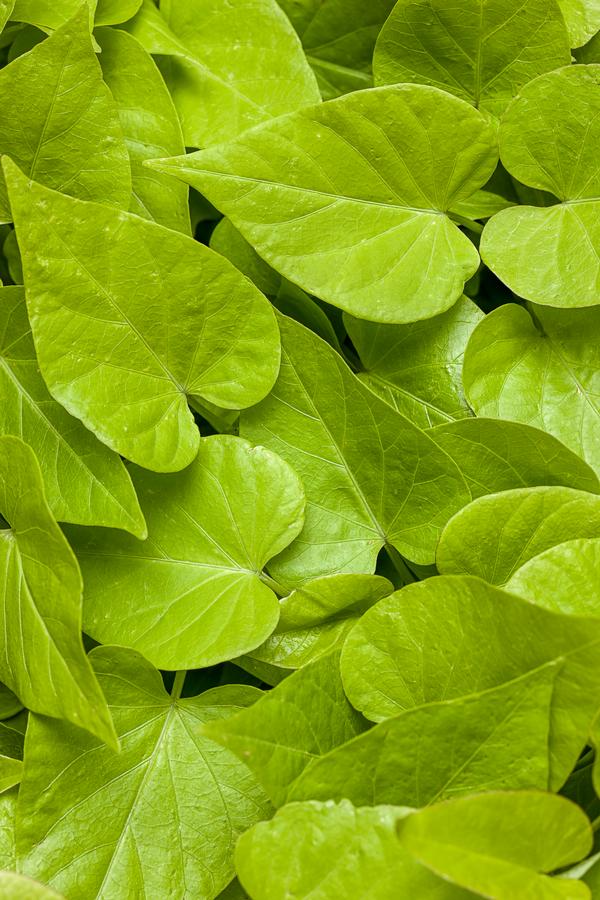 Ipomoea batatas 'Sweet Caroline Sweet Heart Lime'
