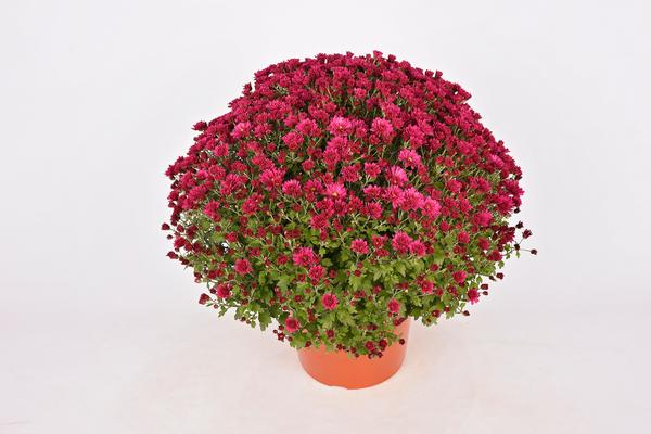 Mum chrysanthemum x morifolium 'Emelda Purple'