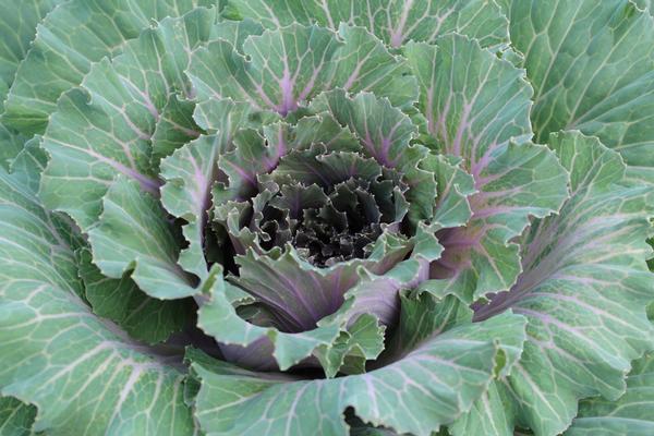 Cabbage 'Pigeon Pink'