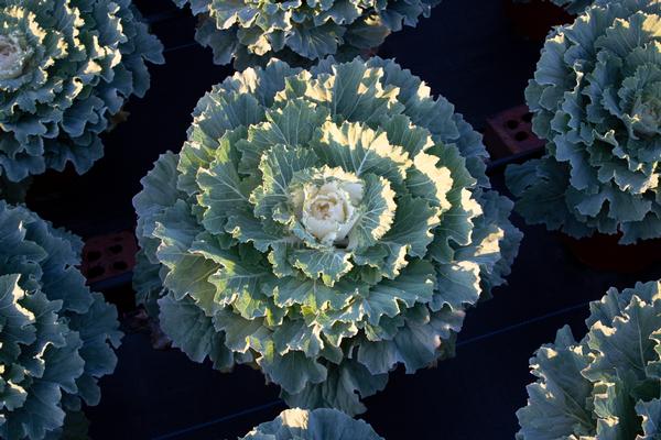 Cabbage 'Pigeon White'