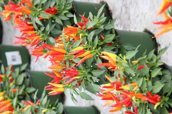 Ornamental Pepper capsicum annuum 'Chilly Chili'