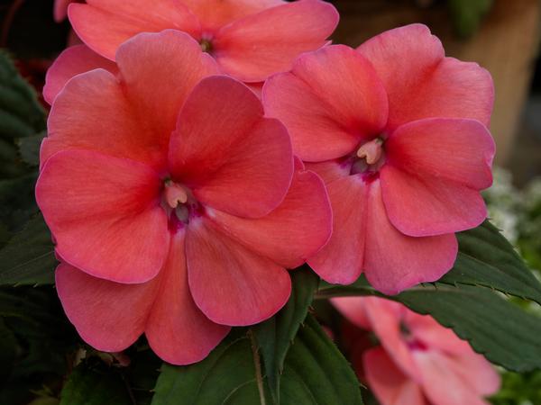 SunPatiens hybrida 'Compact Pink'