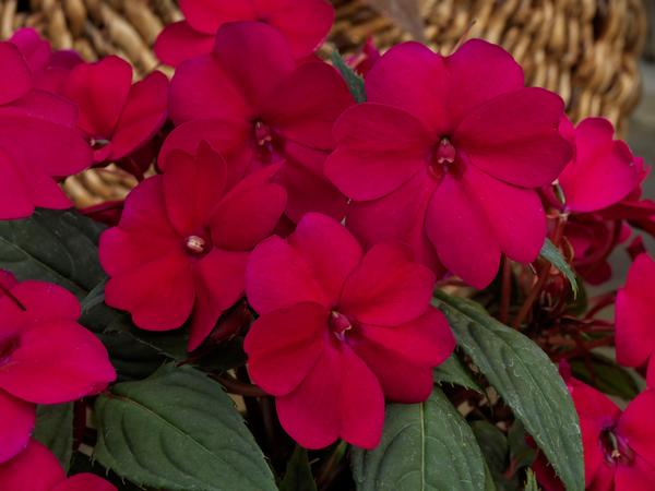SunPatiens hybrida 'Compact Royal Magenta'