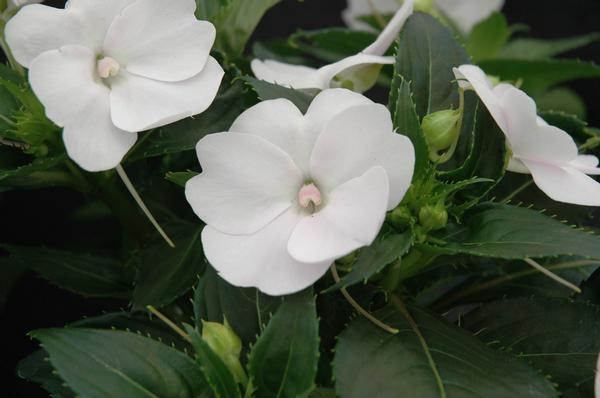 SunPatiens hybrida 'Compact White'