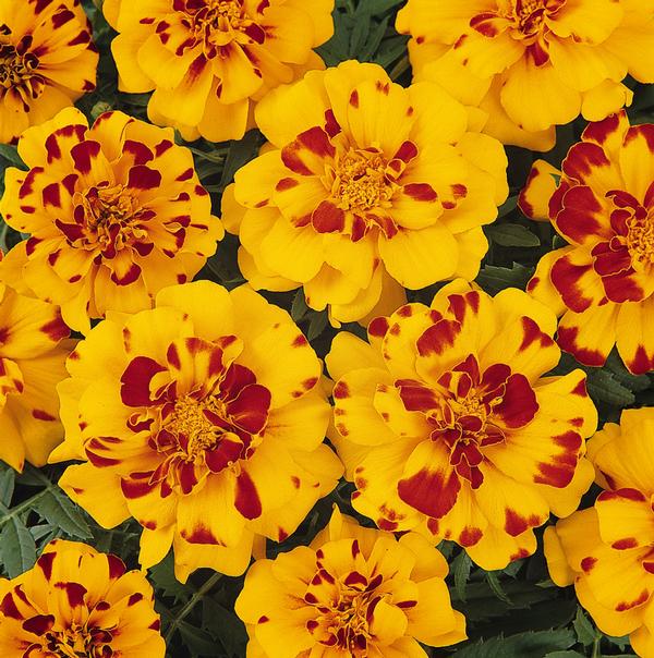 Marigold tagetes patula 'Durango Bolero'