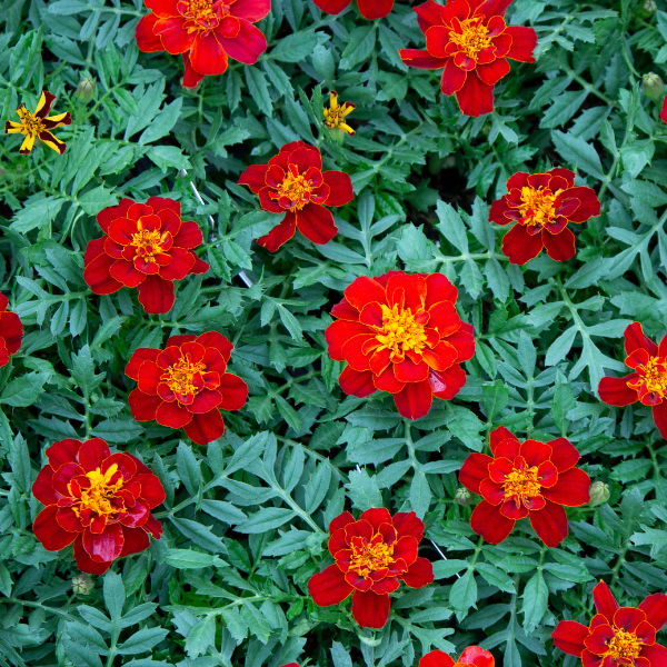 Marigold tagetes patula 'Durango Red'