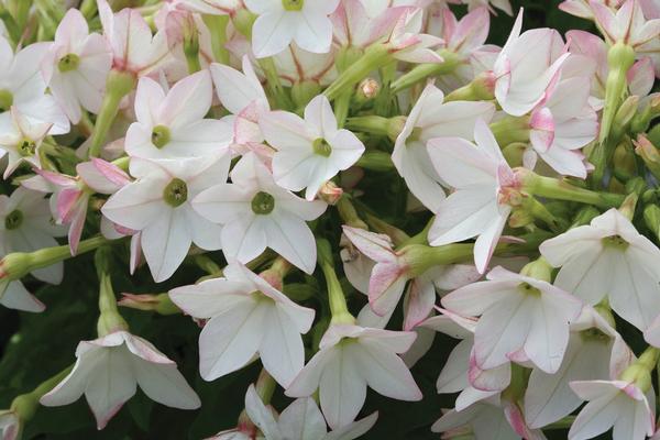 Nicotiana alata 'Starmaker Appleblossom'