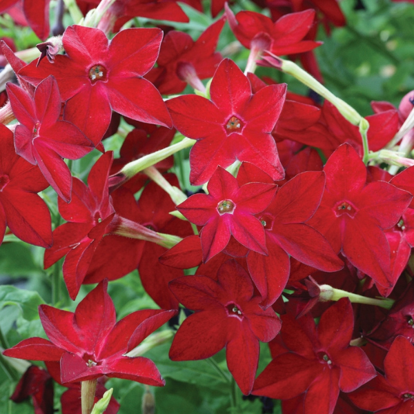 Nicotiana alata 'Starmaker Bright Red'