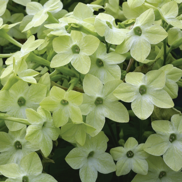 Nicotiana alata 'Starmaker Deep Lime'