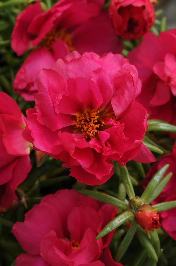 Portulaca grandiflora 'Happy Hour Fuchsia'