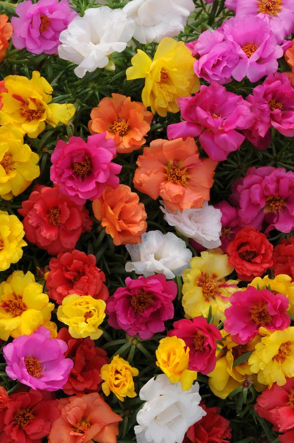 Portulaca grandiflora 'Happy Hour Mix'