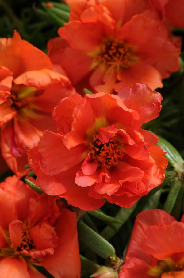 Portulaca grandiflora 'Happy Hour Orange'