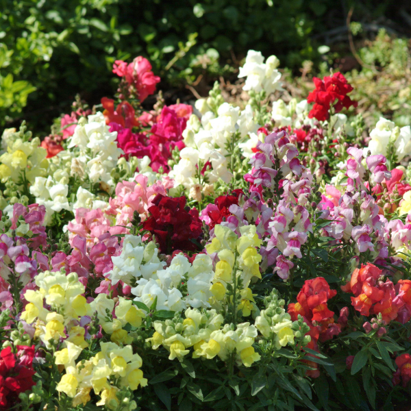 Snapdragon antirrhinum majus 'Snapshot Mix'